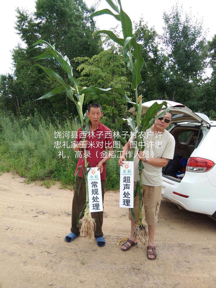 黑龍江雙鴨山市與佳木斯市的超聲波玉米、水稻種植田調查