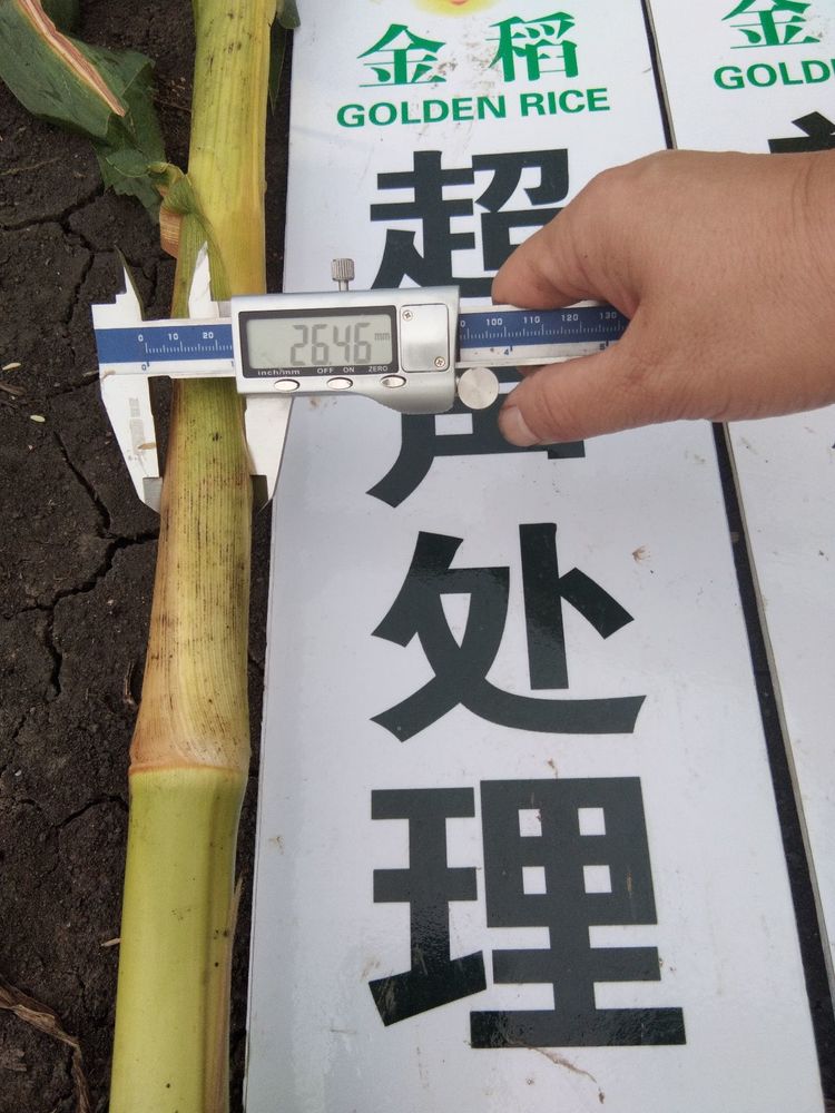 黑龍江雙鴨山市與佳木斯市的超聲波玉米、水稻種植田調查