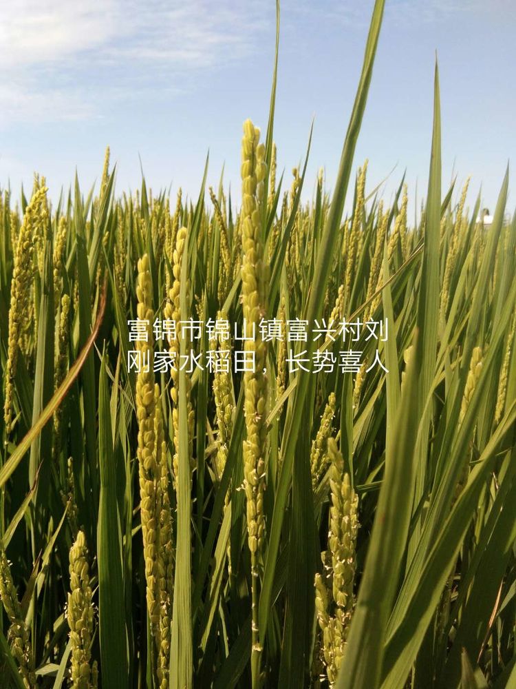 黑龍江雙鴨山市與佳木斯市的超聲波玉米、水稻種植田調查