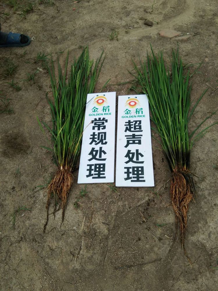 黑龍江雙鴨山市與佳木斯市的超聲波玉米、水稻種植田調查