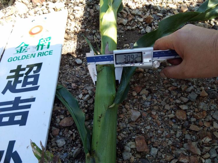 黑龍江雙鴨山市與佳木斯市的超聲波玉米、水稻種植田調查