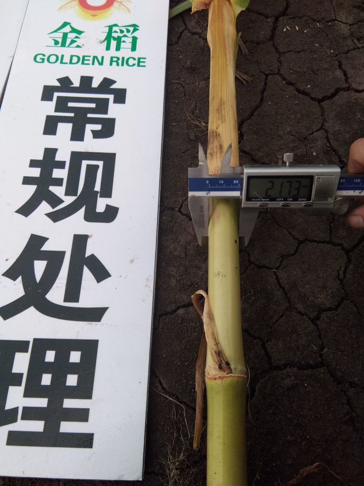 黑龍江雙鴨山市與佳木斯市的超聲波玉米、水稻種植田調查
