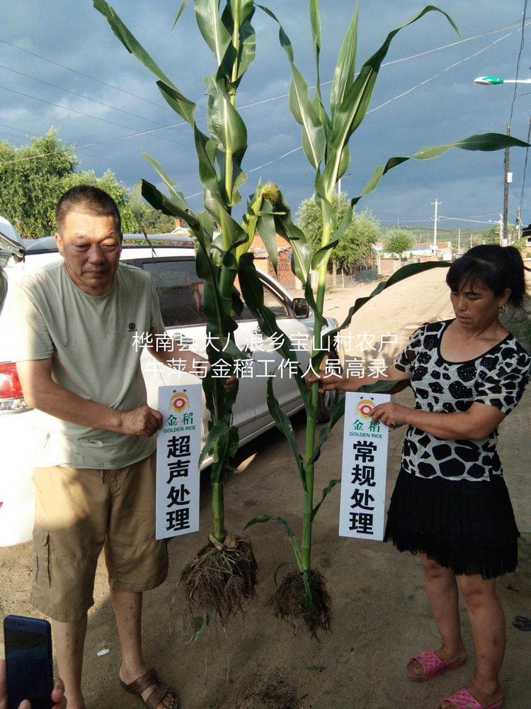 黑龍江雙鴨山市與佳木斯市的超聲波玉米、水稻種植田調查