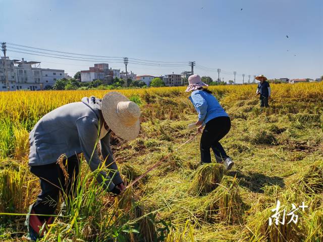 超聲種子增產(chǎn)預(yù)處理后，廣東興寧雙季絲苗香米突破畝產(chǎn)1446.18公斤，再創(chuàng)世界紀(jì)錄！